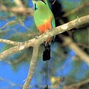 Turquoise-browed Motmot
